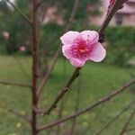 Prunus persica Blodyn