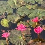 Nymphaea rubra Flower