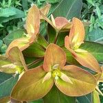Euphorbia paniculata Kukka