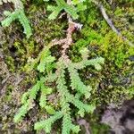 Selaginella denticulata Deilen