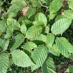 Carpinus orientalis Blad