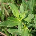 Spermacoce verticillata पत्ता