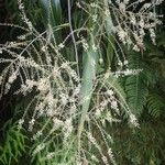 Cordyline mauritiana Квітка