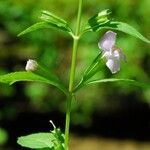 Mimulus alatus Habitus