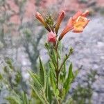 Tecoma fulva Cvet
