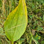 Gentiana luteaBlatt