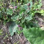 Arctium minusFlors