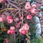 Sorbus vilmorinii Fruit