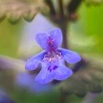 Glechoma hederacea 花