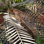 Encephalartos lehmannii Hoja