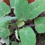 Salvia sclarea Ліст