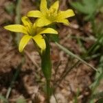 Gagea bohemica Habit