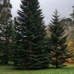 Abies cephalonica ശീലം