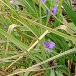 Tradescantia virginiana Leaf