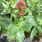 Centranthus ruberList