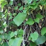 Aristolochia tomentosa Leaf