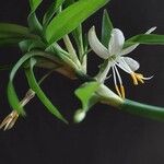 Chlorophytum comosum 葉