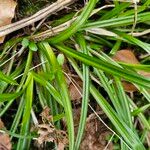 Carex sylvatica Blatt