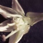 Allium bisceptrum Flor