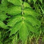 Valeriana officinalisBlad