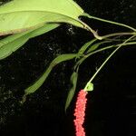 Anthurium bakeri Fruit