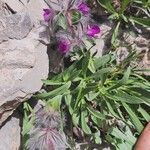 Stachys lavandulifolia برگ