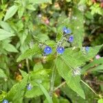 Pentaglottis sempervirensFlor