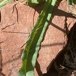 Pilosella piloselloides Leaf