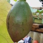 Solanum betaceum Fruit