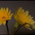 Malacothrix glabrata Flower