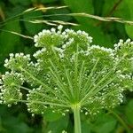 Selinum carvifolium Flower