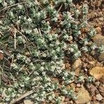Guilleminea densa Habitus