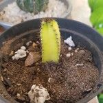 Acanthocereus tetragonus ᱥᱟᱠᱟᱢ