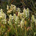 Spiranthes romanzoffiana Habit