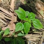 Pilea pumila Ліст