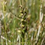 Chamorchis alpina Lorea