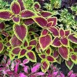 Coleus decurrensLehti