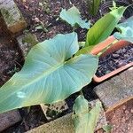 Calla palustris Bark