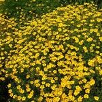 Tagetes tenuifolia Mosusu