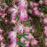 Calliandra brevipes പുഷ്പം