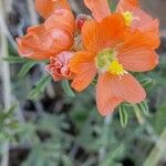 Sphaeralcea parvifolia Flower