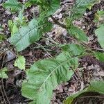 Rumex aquaticus Fuelha