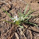 Leucocrinum montanum Blodyn