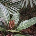 Pycnandra fastuosa Hoja