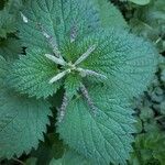 Urtica membranaceaFlower