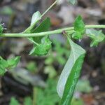 Spiracantha cornifolia Облик