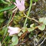 Lysimachia tenella Flower