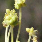 Mercurialis huetii Flower