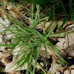 Brachypodium sylvaticum Leaf