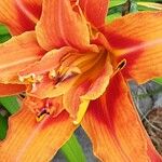 Hemerocallis middendorffii Maua